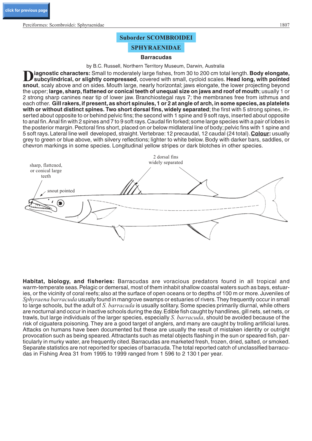 Sphyraena Barracuda Usually Found in Mangrove Swamps Or Estuaries of Rivers.They Frequently Occur in Small to Large Schools, but the Adult of S