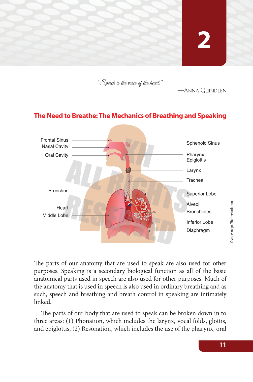 The Mechanics of Breathing and Speaking