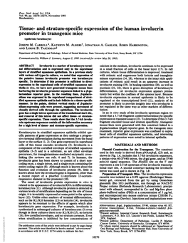 And Stratum-Specific Expression of the Human Involucrin Promoter in Transgenic Mice (Epidermis/Keratinocyte) JOSEPH M