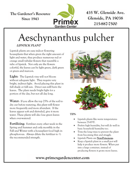 Aeschynanthus Pulcher Lipstick Plant LIPSTICK PLANT
