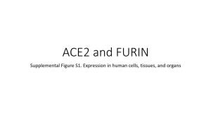 ACE2 and FURIN Supplemental Figure S1