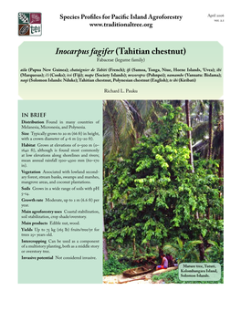 Inocarpus Fagifer (Tahitian Chestnut)