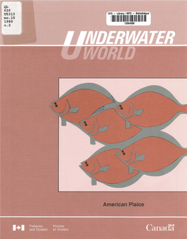 American Plaice 2 Underwater World