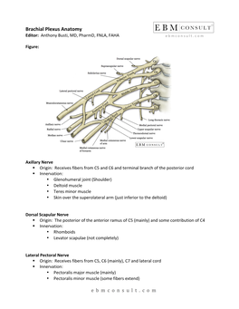 Brachial Plexus Anatomy Editor: Anthony Busti, MD, Pharmd, FNLA, FAHA