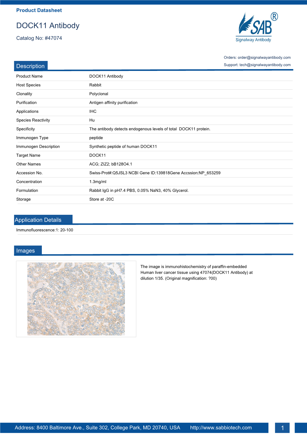 DOCK11 Antibody