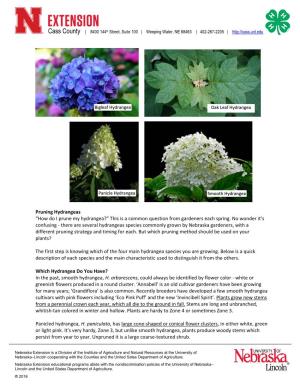 Pruning Hydrangeas “How Do I Prune My Hydrangea?” This Is a Common Question from Gardeners Each Spring
