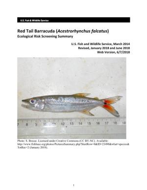 Red Tail Barracuda (Acestrorhynchus Falcatus) Ecological Risk Screening Summary