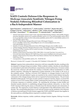 NAD1 Controls Defense-Like Responses in Medicago Truncatula Symbiotic Nitrogen Fixing Nodules Following Rhizobial Colonization in a Baca-Independent Manner