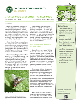 Cluster Flies and Other “Winter Flies” Fact Sheet No