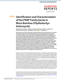 Identification and Characterization of the PEBP Family Genes in Moso