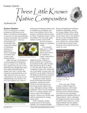 Three Little Known Native Composites by Beverly Fitts