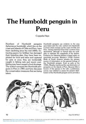 The Humboldt Penguin in Peru Coppelia Hays