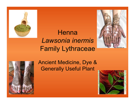 Henna Lawsonia Inermis Family Lythraceae