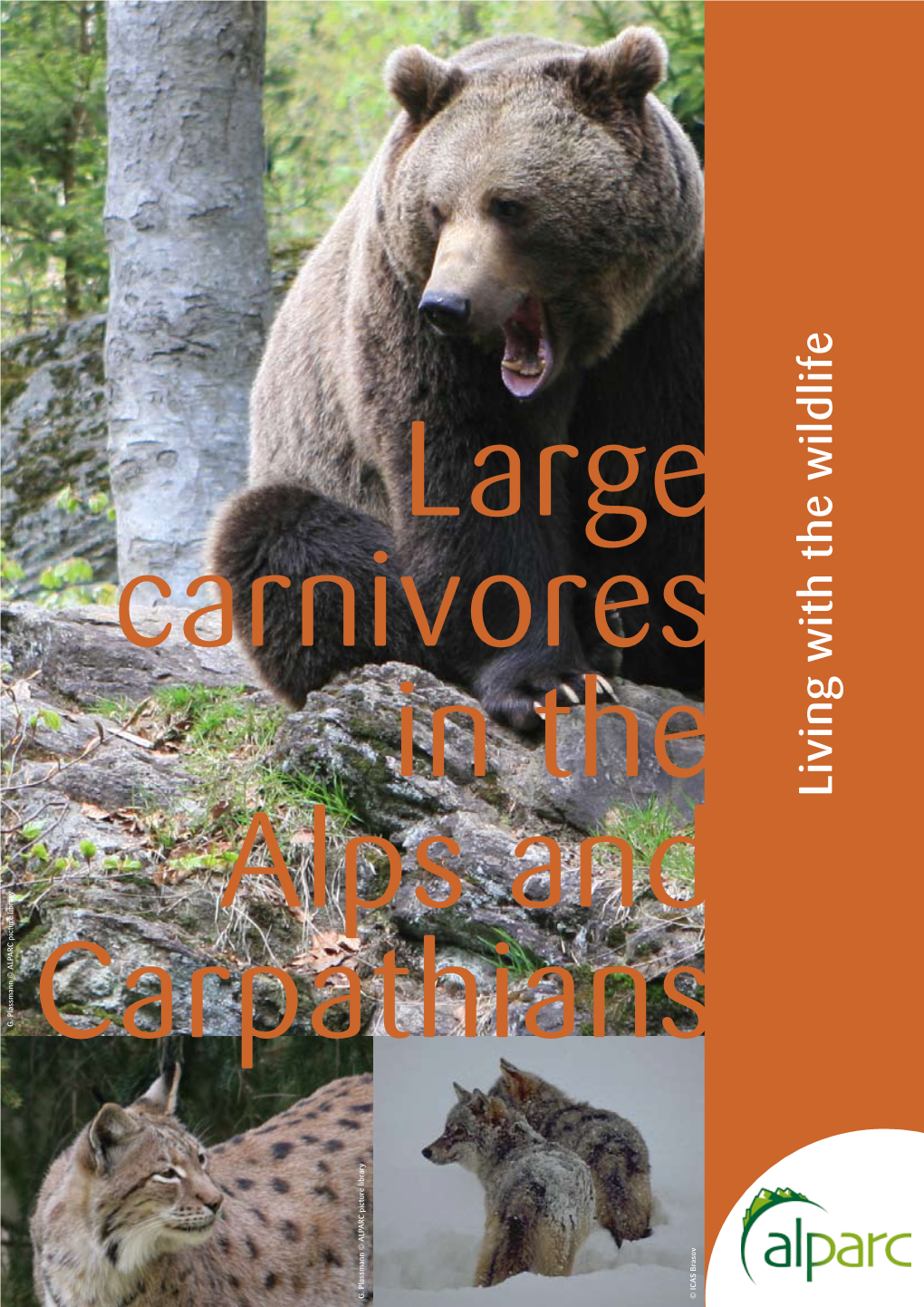 Large Carnivores in the Alps and Carpathians