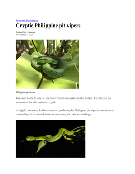 Cryptic Philippine Pit Vipers