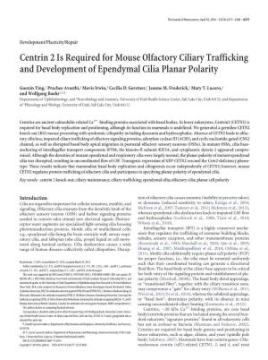 Centrin 2 Is Required for Mouse Olfactory Ciliary Trafficking and Development of Ependymal Cilia Planar Polarity