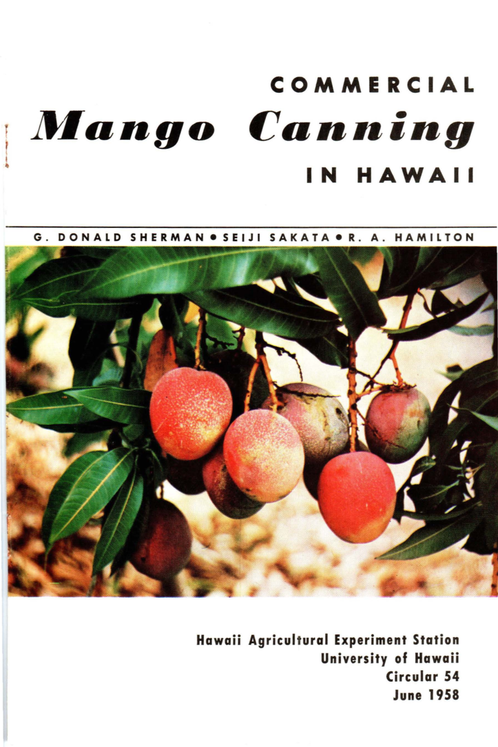 Commercial Mango Canning in Hawaii