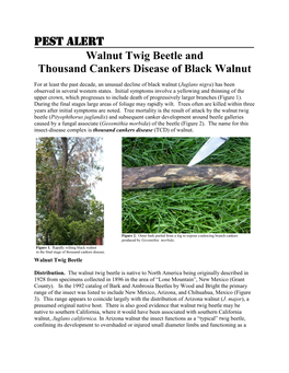 Pest Alert – Walnut Twig Beetle And