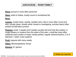 Juncaceae – Rush Family