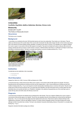 Limacodidae Biosecurity Occurrence Background Subfamilies Short