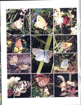 A Butterfly Expedition to Armenia