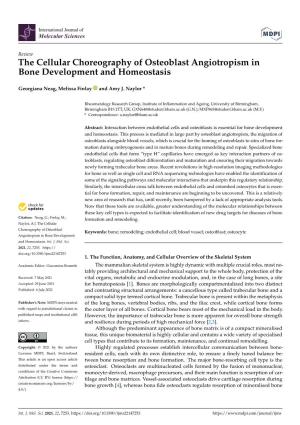 The Cellular Choreography of Osteoblast Angiotropism in Bone Development and Homeostasis