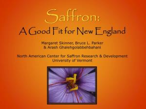 Saffron: a Good Fit for New England