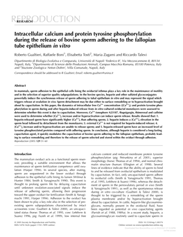 Intracellular Calcium and Protein Tyrosine Phosphorylation During the Release of Bovine Sperm Adhering to the Fallopian Tube Epithelium in Vitro