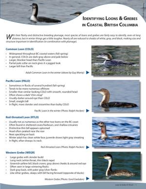 Identifying Loons & Grebes