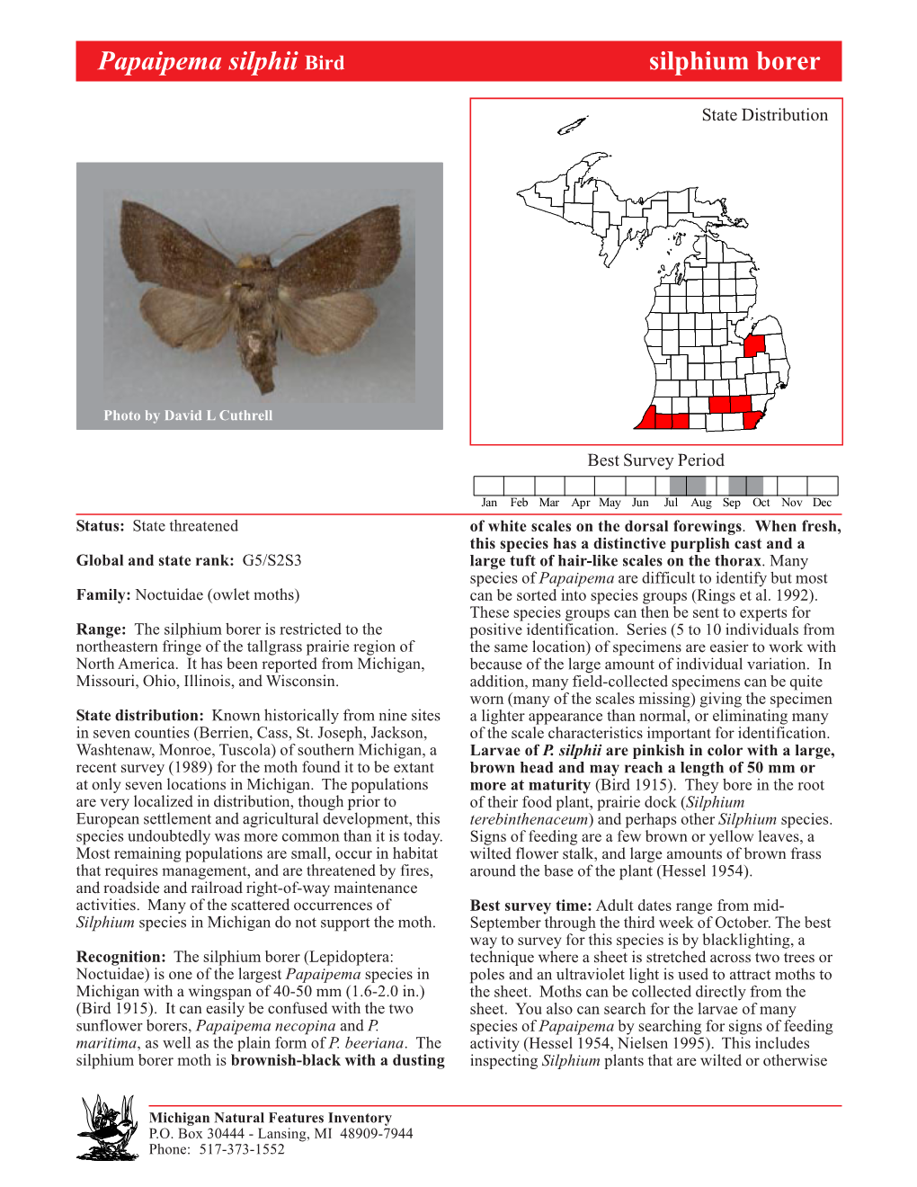 Papaipema Silphii Bird Silphium Borer