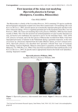 First Incursion of the Asian Root Mealybug Ripersiella Planetica in Europe (Hemiptera, Coccoidea, Rhizoecidae)