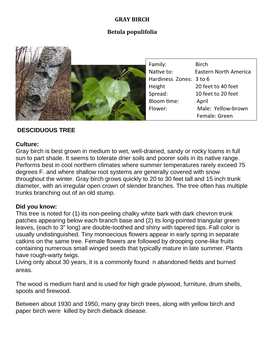GRAY BIRCH Betula Populifolia DESCIDUOUS TREE Culture: Gray