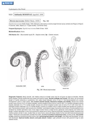 Rossia Macrosoma (Delle Chiaie, 1830) Fig