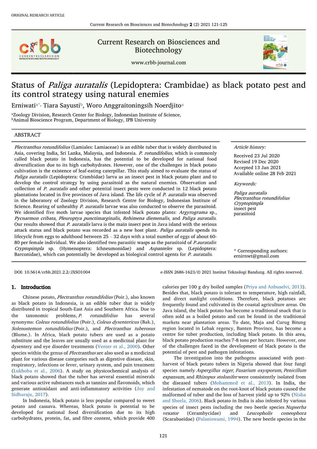 Status of Paliga Auratalis (Lepidoptera: Crambidae) As Black