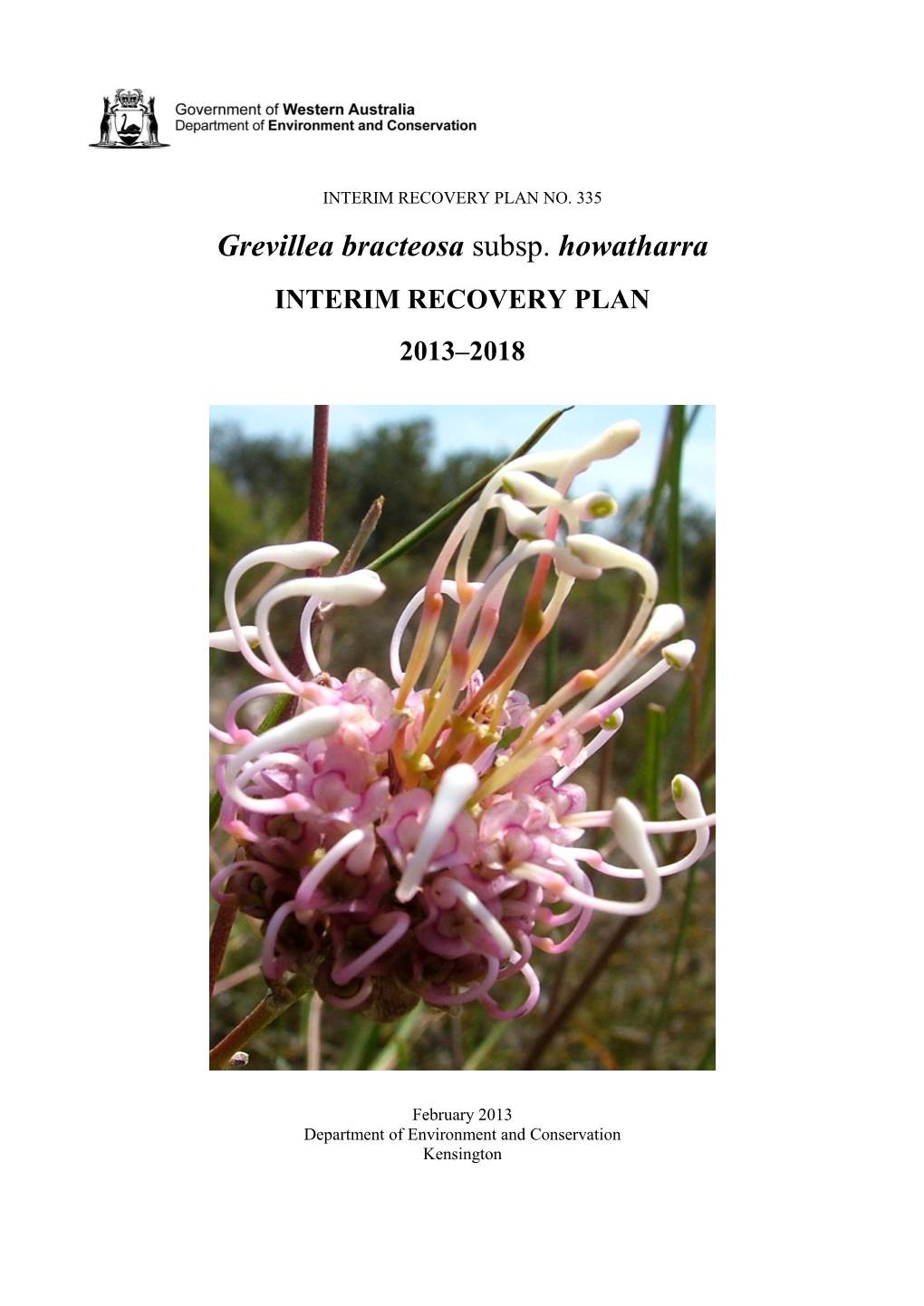 Grevillea Bracteosa Subsp