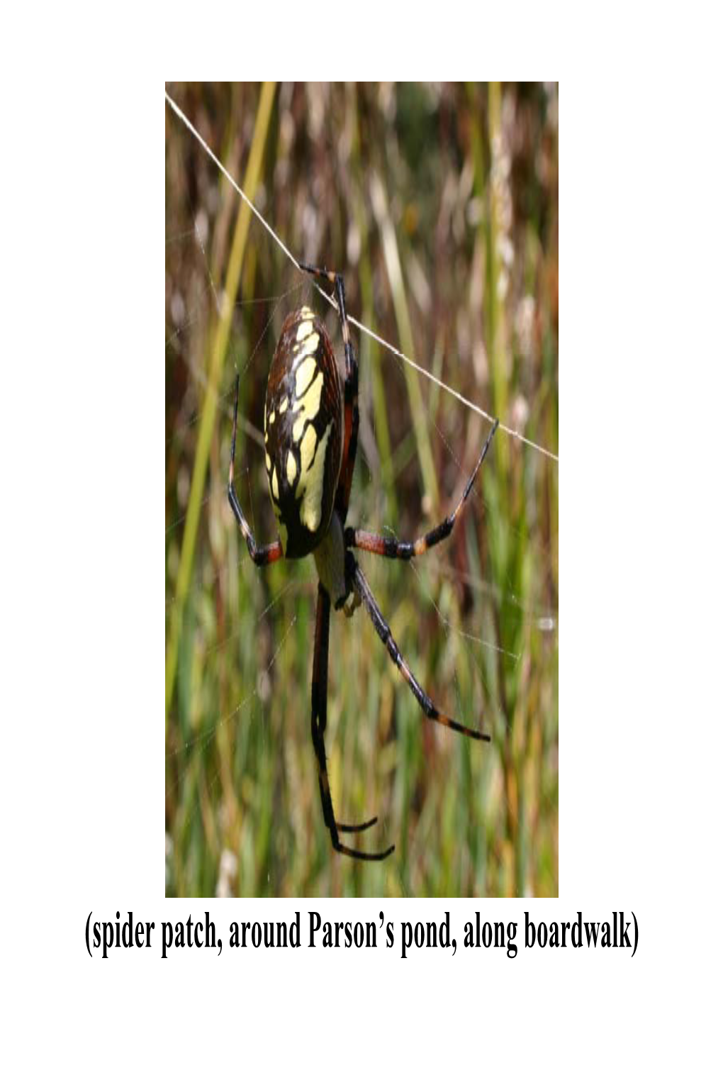 Yellow & Black Garden Spider (Argiope Aurantia)