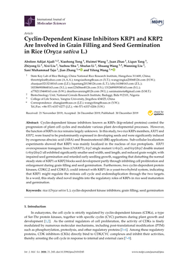 Cyclin-Dependent Kinase Inhibitors KRP1 and KRP2 Are Involved in Grain Filling and Seed Germination in Rice (Oryza Sativa L.)