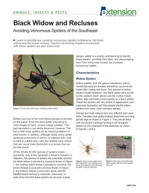Black Widow and Recluses Avoiding Venomous Spiders of the Southeast