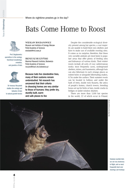 Bats Come Home to Roost to Home Come Bats Where Do Nighttime Prowlers Go in the Day?