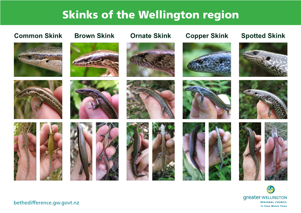 Skinks of the Wellington Region