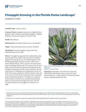 Planting a Pineapple Plant Calcareous Bedrock