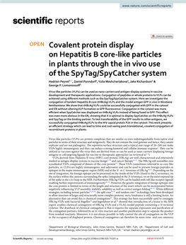 Covalent Protein Display on Hepatitis B Core-Like Particles in Plants