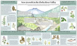 New Growth in the Elwha River Valley Found All Over the Pacific Northwest