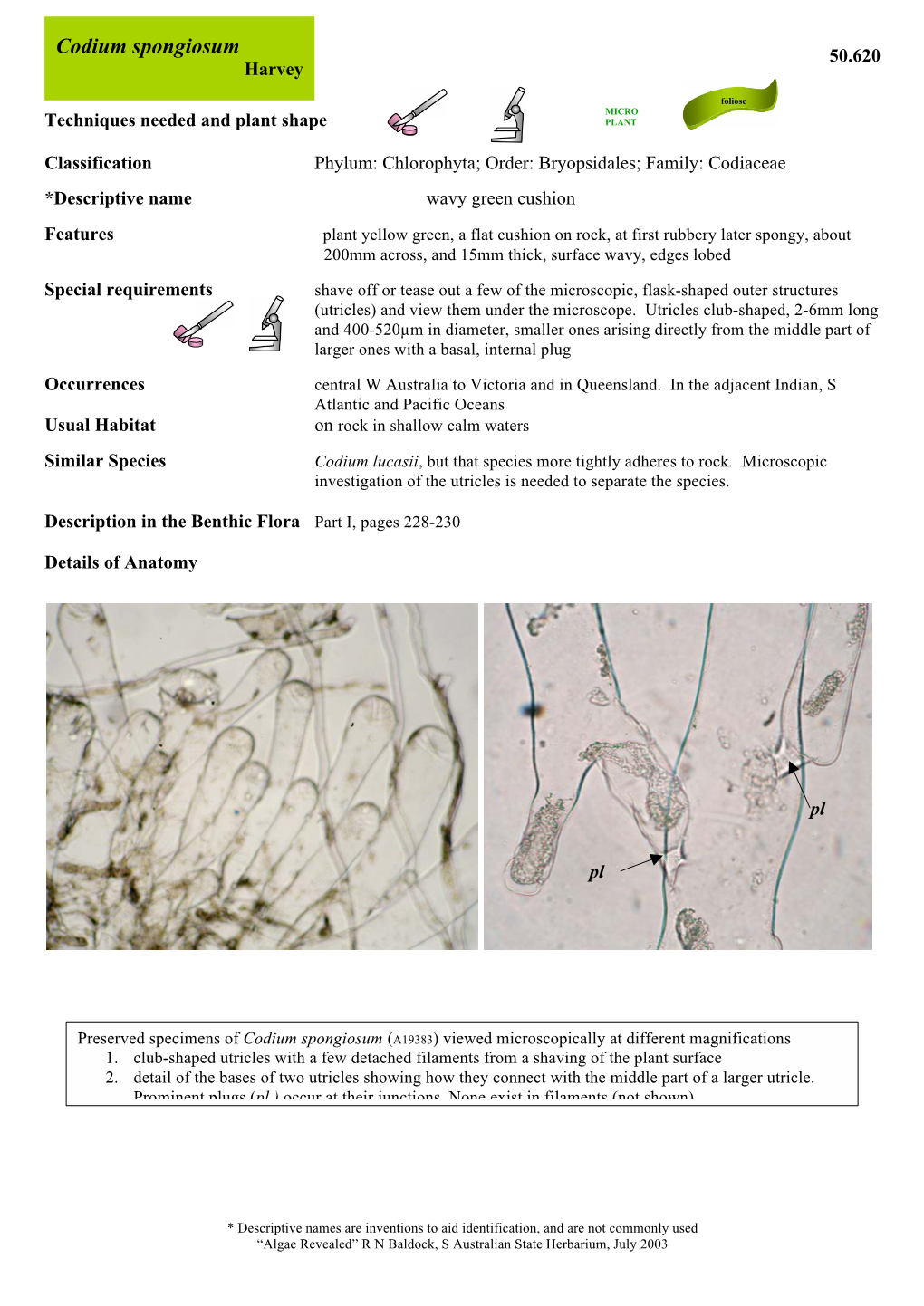 Codium Spongiosum 50.620 Harvey Foliose MICRO Techniques Needed and Plant Shape PLANT