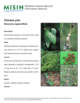 Chinese Yam Dioscorea Oppositifolia