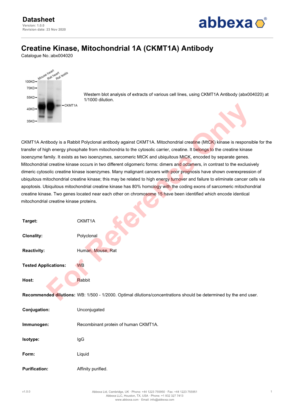 Creatine Kinase, Mitochondrial 1A (CKMT1A) Antibody Catalogue No.:Abx004020