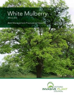 White Mulberry (Morus Alba)