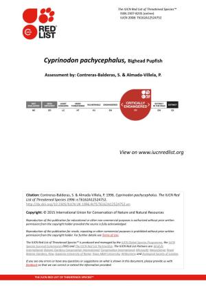 Cyprinodon Pachycephalus, Bighead Pupfish