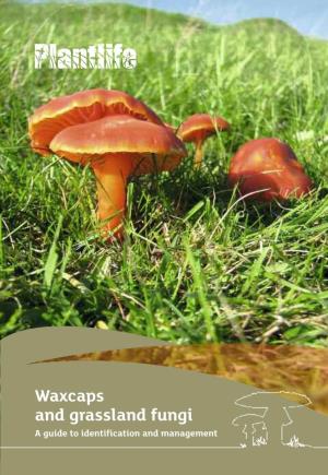 Waxcaps and Grassland Fungi