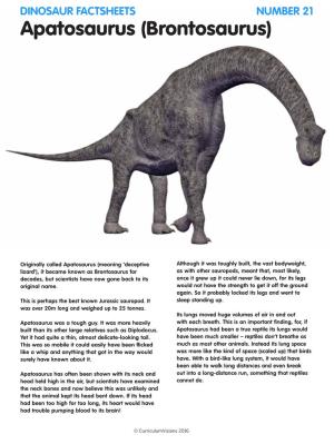 Apatosaurus (Brontosaurus)